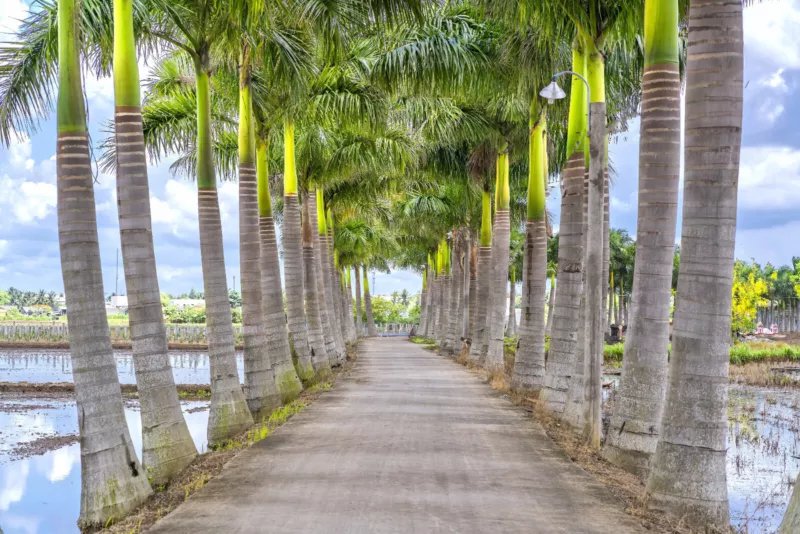 10 Seeds Florida ROYAL PALM Roystonea Regia