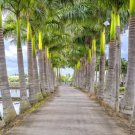 10 Seeds Florida ROYAL PALM Roystonea Regia