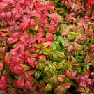 15 Seeds DWARF SACRED BAMBOO Heavenly Nandina Domestica Nana Pink Red Sun Shade