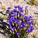200 Seeds FRINGED GENTIAN Gentiana Crinita Gentianopsis Native Herb Blue Flower