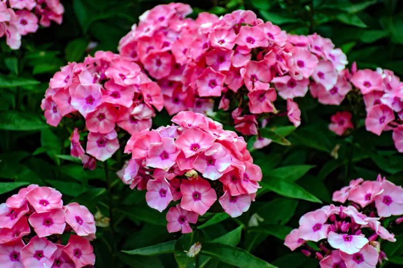 100 Seeds BRILLIANT PHLOX Drummondii Two Tone Pink Flower
