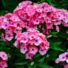 100 Seeds BRILLIANT PHLOX Drummondii Two Tone Pink Flower