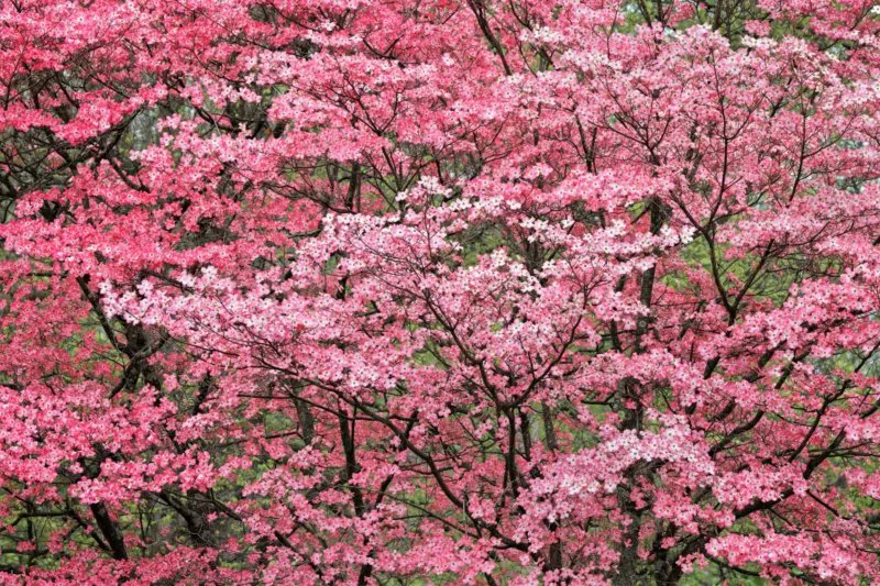 5 Seeds PINK FLOWERING DOGWOOD Cornus Florida Rubra Native Ornamental