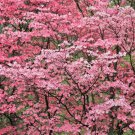 5 Seeds PINK FLOWERING DOGWOOD Cornus Florida Rubra Native Ornamental