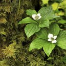 15 Seeds WESTERN BUNCHBERRY Alaskan Dogwood Cornus Unalaschkensis White Sun Shade 15 Seeds WESTERN BUNCHBERRY Alaskan Dogwood Cornus Unalaschkensis White Sun Shade