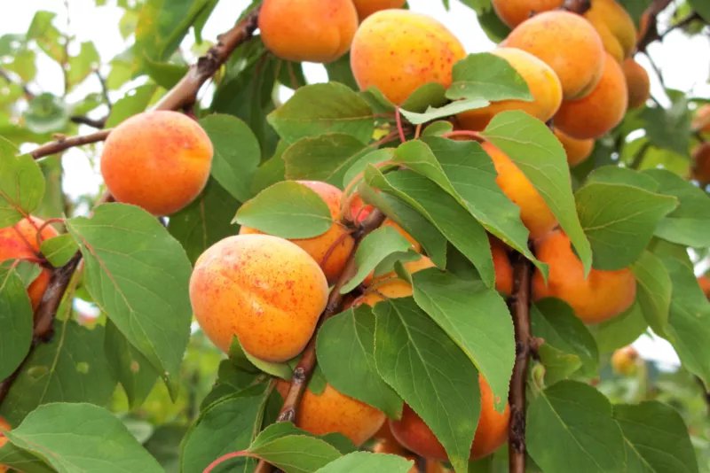 5 Seeds COMMON APRICOT Fruit Prunus Armeniaca White Pink Flower