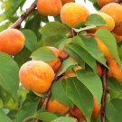 5 Seeds COMMON APRICOT Fruit Prunus Armeniaca White Pink Flower
