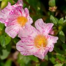 40 Seeds Sundial PEPPERMINT PORTULACA Grandiflora Moss Rose Pink Streaked Flower