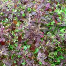 200 Seeds Purple Krishna Tulsi HOLY BASIL Ocimum Sanctum Tenuiflorum Herb Flower