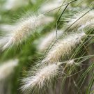 25 Seeds DWARF FOUNTAIN GRASS Pennisetum Alopecuroides Hardy White Plume
