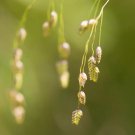250 Seeds RATTLESNAKE MANNAGRASS Glyceria Canadensis Briza Canada Quaking Wetland