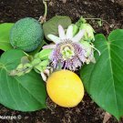 10 Seeds SWEET GRANADILLA Yellow Passionfruit Passiflora Ligularis Fruit Vine
