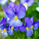 25 Seeds CORSICAN VIOLET Viola Corsica Blue Purple Yellow Eye Shade Sun Flower