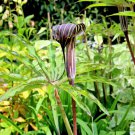 5 Seeds HIMALAYAN COBRA LILY Arisaema Consanguineum Asian Jack In Pulpit Flower