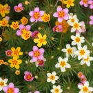 100 Seeds Mixed Colors FALSE BABYSTARs-lianthus-leptosiphon Androsaceus Flower