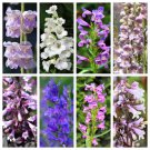 250 Seeds NATIVE MIX Beardtongue PENSTEMON Grandiflorus Strictus Cobaea Flower