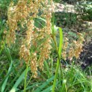 1000 Seeds WOOLGRASS Scirpus Cyperinus Cottongrass Ornamental Wetland Grass