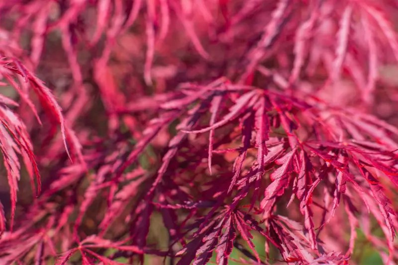 10 Seeds Red Dwarf Japanese LACELEAF MAPLE Acer Palmatum Atropurpureum