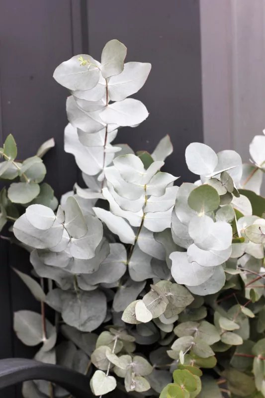 20 Seeds SILVER DROP EUCALYPTUS Gunnii Cider Gum Silver Blue Foliage Florist