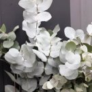 20 Seeds SILVER DROP EUCALYPTUS Gunnii Cider Gum Silver Blue Foliage Florist