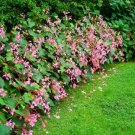 10 Seeds HARDY BEGONIA Grandis Rose Pink Perennial Sun Shade Flower