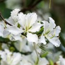 10 Seeds WHITE ORCHID Bauhinia Alba Camel's Foot Butterfly Flower