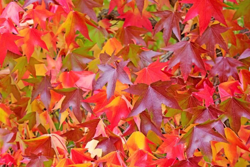 50 Seeds AMERICAN SWEETGUM Liquidambar Styraciflua Storax Sweet Gum