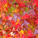 50 Seeds AMERICAN SWEETGUM Liquidambar Styraciflua Storax Sweet Gum