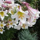 10 Seeds REGAL TRUMPET LILY Royal King's-lilium Regale White Pink Yellow Flower