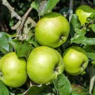 25 Seeds ANTONOVKA APPLE Malus Pumila Antonovka Yellow Green Fruit