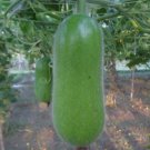 Hybrid Hairy Skin Gourd Maya Chal Kumra 10 Seeds Vegetable Heirloom