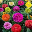 Crazy Blend Zinnia Garden Cut Flower Mix  1000 Seeds Vegetable Heirloom