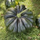 Sweet Pumpkin Black Bangladeshi Sweet Kali Kumra 8 Seeds Vegetable Heirloom