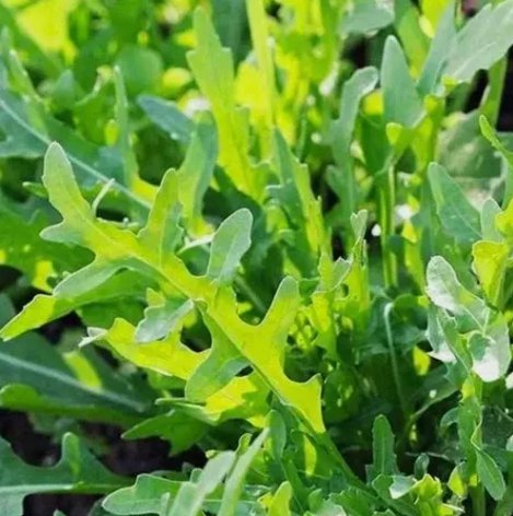 Roquette Arugula Non Gmo 500 Seeds Vegetable Heirloom