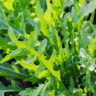 Roquette Arugula Non Gmo 500 Seeds Vegetable Heirloom