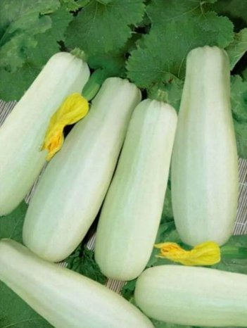 Summer Trieste White Squash Zucchini Non Gmo 25 Seeds Vegetable Heirloom
