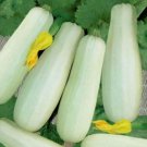 Summer Trieste White Squash Zucchini Non Gmo 25 Seeds Vegetable Heirloom