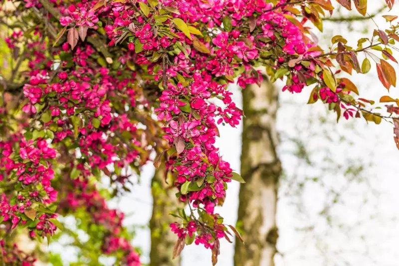 25 Seeds RED FLOWERING CURRANT Ribes Sanguineum Blue Black Berry Fruit Shrub