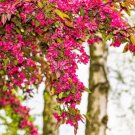 25 Seeds RED FLOWERING CURRANT Ribes Sanguineum Blue Black Berry Fruit Shrub