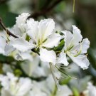 10 Seeds WHITE ORCHID Bauhinia Alba Camel's Foot Butterfly Flower