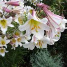 10 Seeds REGAL TRUMPET LILY Royal King's-lilium Regale White Pink Yellow Flower