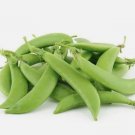 100 Seeds Fresh Sugar Snap Pea Heirloom Garden Planting 100 Seeds Fresh Sugar Snap Pea Heirloom Garden Planting