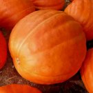 15 Seeds Big Max Pumpkin Giant Non Gmo Heirloom Heirloom Garden Planting