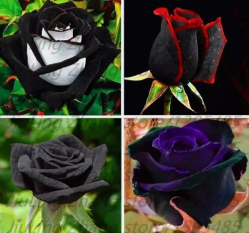 20 Seeds Exotic Rare Black Rose Flower #9 Mixed Colors Heirloom Garden Planting