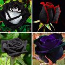 20 Seeds Exotic Rare Black Rose Flower #9 Mixed Colors Heirloom Garden Planting