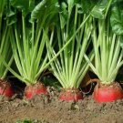 40 Seeds ERed Mangel Mammoth Beet Open Pollinated Heirloom Garden Planting