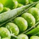 15 Seeds Mammoth Melting Sugar Pod Snow Pea Heirloom Garden Planting 15 Seeds Mammoth Melting Sugar Pod Snow Pea Heirloom Garden Planting