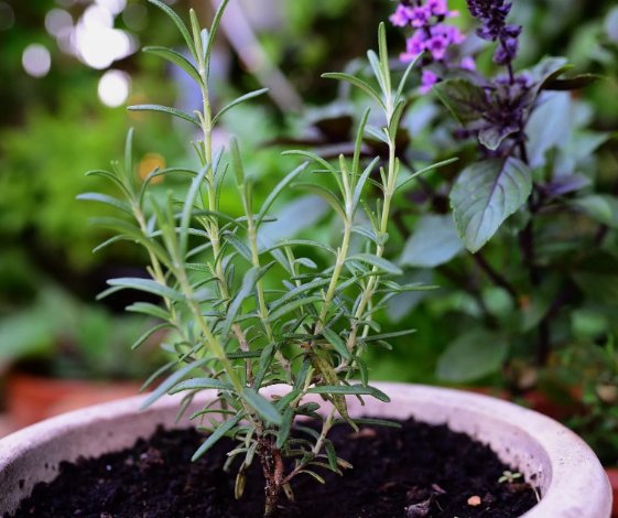 100 Seeds Rosemary Herb Heirloom Garden Planting