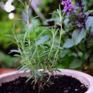 100 Seeds Rosemary Herb Heirloom Garden Planting