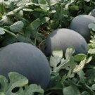 10 Seeds Black Diamond Watermelon Heirloom Garden Planting
